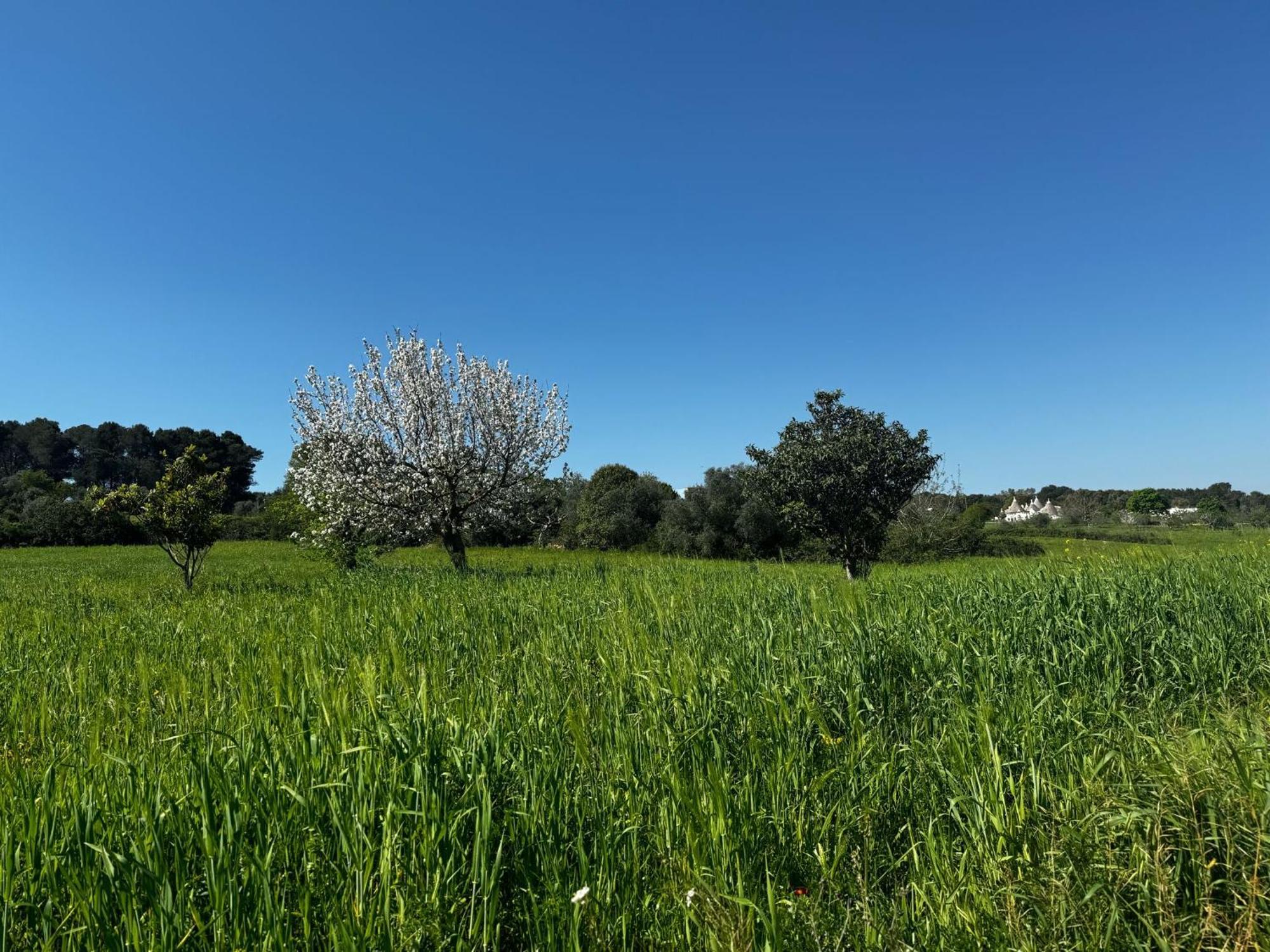 マルティナ・フランカ Trulli Del Soleヴィラ エクステリア 写真
